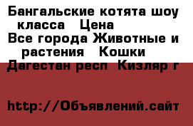 Бангальские котята шоу класса › Цена ­ 25 000 - Все города Животные и растения » Кошки   . Дагестан респ.,Кизляр г.